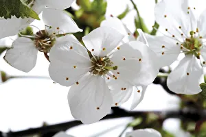 Cherry Blossoms Close Up Prints: Cherry blossoms