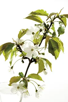 Cherry Blossom Season Prints: Cherry blossoms