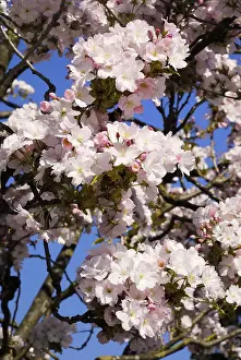 Cherry Blossom Season Prints: Cherry flowers