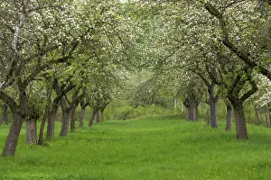 Fruit Tree Plantation Prints: Cherry orchard. Tree trunk cherry in a row
