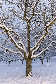 Deciduous Trees Winter Prints: Cherry (Prunus) trees Snowfall