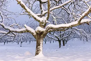 Deciduous Tree Winter Scene Prints: Cherry (Prunus) trees Snowfall