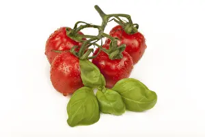 Fresh Cherry Tomatoes Prints: Cherry tomatoes with basil