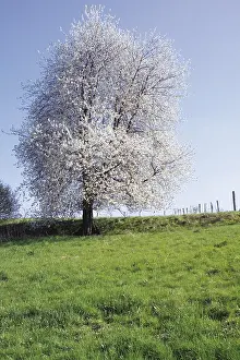 Nature Botany Photography Prints: Cherry Tree in bloom on a meadow