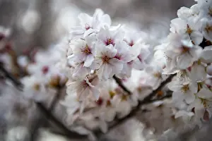 Springtime In Tokyo Japan Prints: Cherry tree blossoms in spring