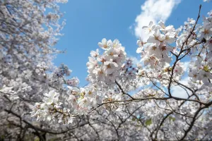 Japanese Cherry Tree Bloom Prints: Cherry tree blossoms in spring