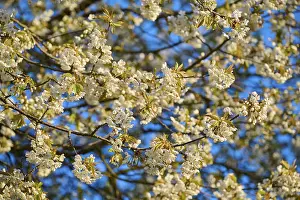 Southern German Landscape Prints: Cherry tree, cherry blossoms, spring