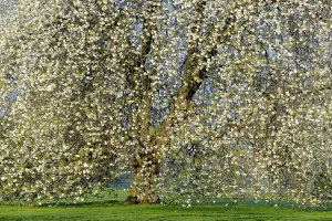 Botany Inflorescence Images Prints: Cherry tree (Prunus) in full bloom, Germany