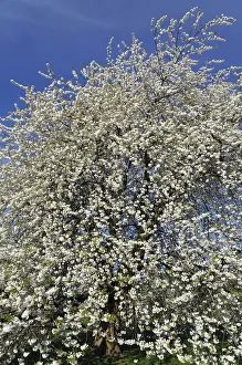 Cherry Blossom Germany Prints: Cherry tree (Prunus sp.) In full bloom