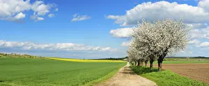Cherry Trees In Bloom Prints: Cherry trees in full bloom, field path through fields in spring
