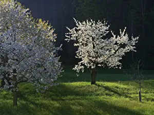Fruit Tree Photography Prints: Cherry trees in bloom, Walchwil