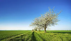 Field Path Germany Prints: Cherry trees in blossom on a field path in spring