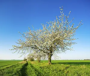 Country Lane Scenery Prints: Cherry trees in blossom on a field path in spring