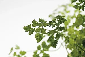 Indoor Plant Photography Prints: Chervil