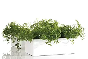 Studio Still Life Photography Prints: Chervil