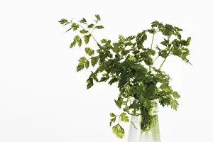 Studio Flower Shots Prints: Chervil