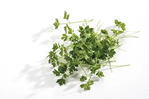 Studio Cutouts Prints: Chervil (Anthriscus)
