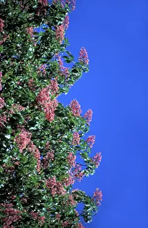 Blue Sky Background Images Prints: Chestnut in bloom