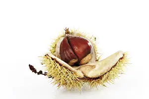 Grocery Store Foodstuff Prints: Chestnut (Castanea)