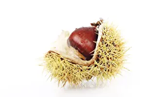 Grocery Store Still Lifes Prints: Chestnut (Castanea)