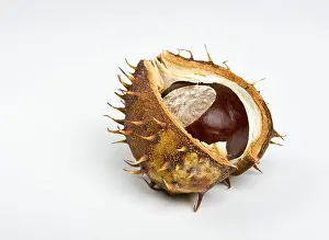 Deserted Fruit Plant Prints: Chestnut in the cupule