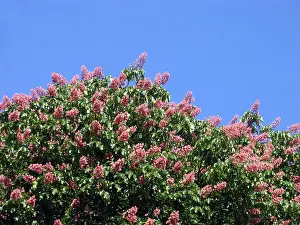 Chestnut Tree Prints: Chestnut tree