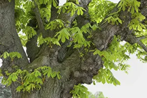 Uninhabited Forest Scene Prints: Chestnut tree in spring
