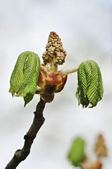 Deserted Forest Germany Prints: Chestnut tree in spring, Germany