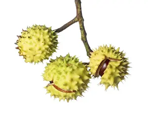 Central Europe Forest Scene Prints: Chestnut trees (Castanea), tree