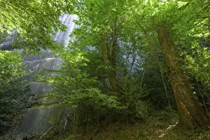 European Hiking Trails Prints: Chestnut trees, hike through the sandstone labyrinth Gres d'Annot