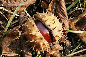 Autumn Landscape Prints: Chestnuts