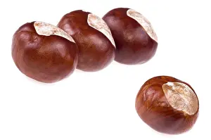Poisonous Plants Prints: Chestnuts