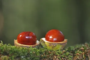 Autumnal Still Life Images Prints: Two Chestnuts (Castanea)