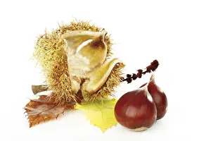 Chestnut Photography Prints: Chestnuts (Castanea)