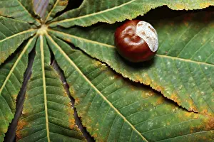 Balanced Diet Food Images Prints: Chestnuts on the leaf. Close-up