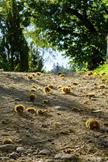 No People In South Tyrol Prints: Chestnuts along the path, Chestnut Experience Trail