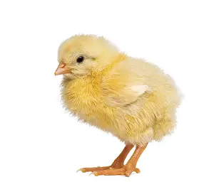 Livestock Farming Animal Prints: Chick 2 days old