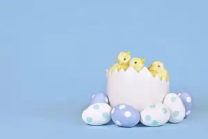 Easter Egg Decoration Prints: Chicken in large egg shell with painted Easter eggs in corner of blue background