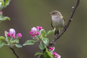 Passerine Bird Species Prints: Chiffchaff, fruit tree blossoms