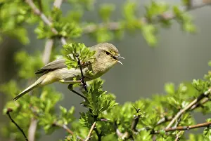 Chiffchaff Print - Phylloscopus collybita