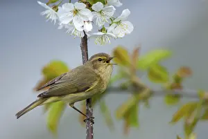 Phylloscopus Collybita Prints: Chiffchaff, phylloscopus collybita