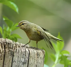 Phylloscopus Collybita Prints: Chiffchaff, phylloscopus collybita