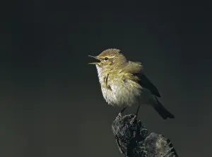 Phylloscopus Collybita Prints: Chiffchaff, phylloscopus collybita