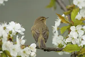Leaf Warbler Species Prints: Chiffchaff, Phylloscopus collybita
