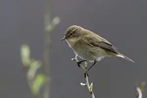 Phylloscopus Collybita Prints: Chiffchaff, phylloscopus collybita