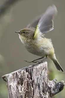 Leaf Warbler Species Prints: Chiffchaff, phylloscopus collybita