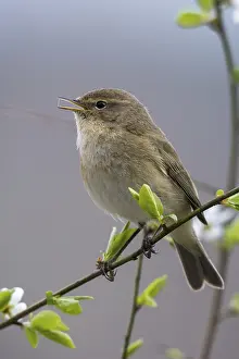 Leaf Warbler Species Prints: Chiffchaff, phylloscopus collybita