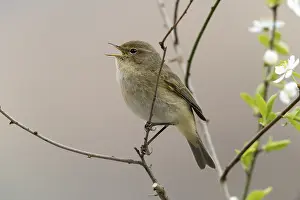 Oscine Songbirds Prints: Chiffchaff, phylloscopus collybita