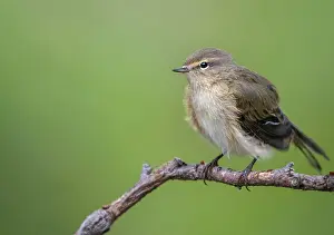 Leaf Warbler Species Prints: Chiffchaff, phylloscopus collybita