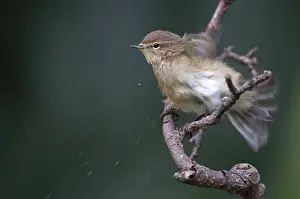 Wild Bird Photography Prints: Chiffchaff, phylloscopus collybita
